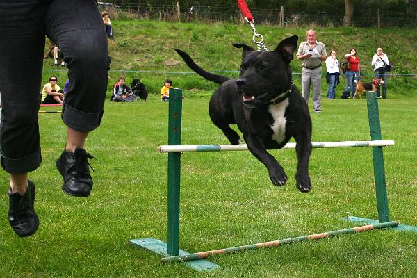 dogs6.jpg - Jumping for fun
