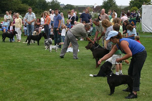 dogs7.jpg - All shapes and sizes