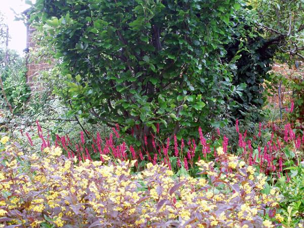 garden3.jpg - OLYMPUS DIGITAL CAMERA         