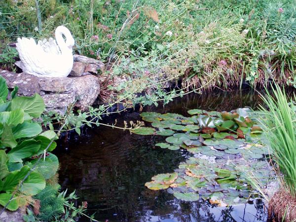 garden7.jpg - OLYMPUS DIGITAL CAMERA         