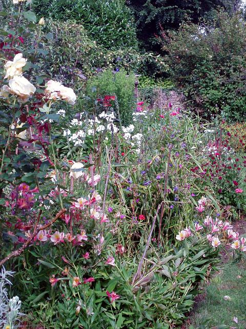 garden8.jpg - OLYMPUS DIGITAL CAMERA         