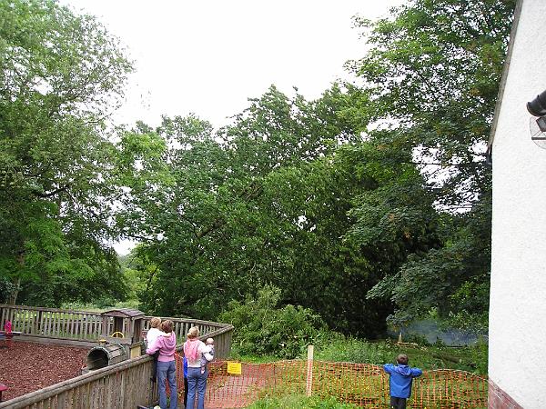 TIMBER!.JPG - Timber!