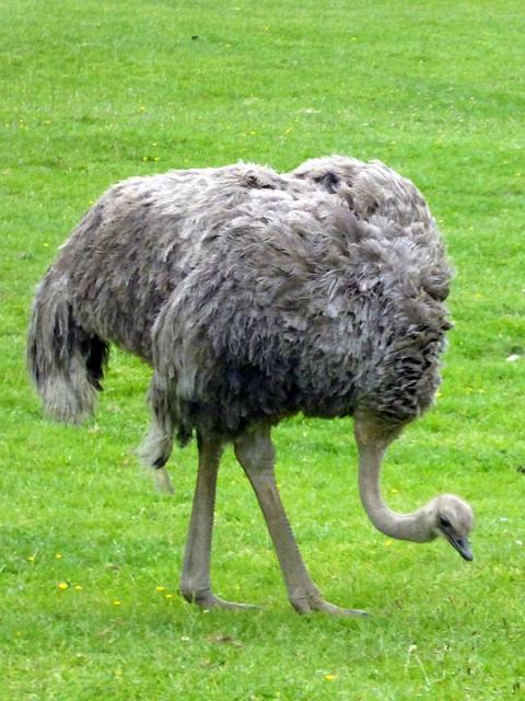 Ostrich.JPG