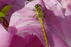Mick Bonwick: Dragonfly on Lily