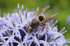 Mick Bonwick: Wasp on Echinops