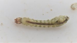 Blandford Fly larva